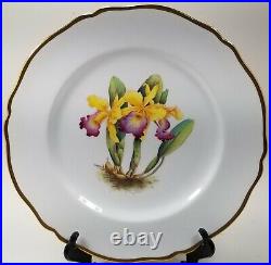 Spode Y5552 Scalloped Gold Orchid Cattleya Dowiana Par Chrysotoxa Dinner Plate